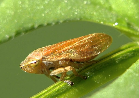 Xylella fastidiosa - Um caso de estudo na Europa (Artigo Revista APH)